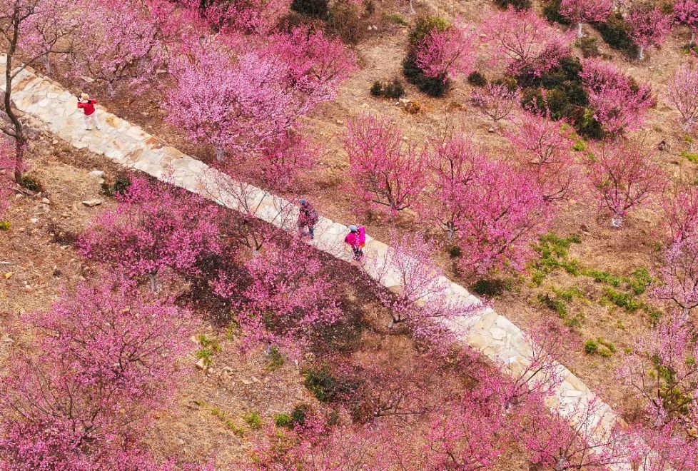深圳华强17天16板背后：八家顶级游资“击鼓传花”，大赚离场